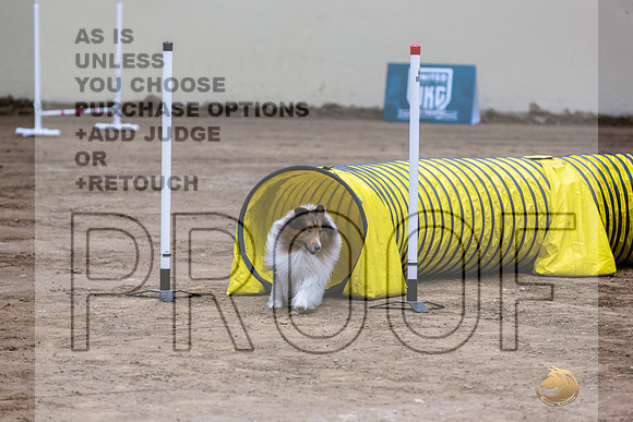 Shetland Sheepdog #143 Fri 1-JJL_7142_UKCTDI2023-HR3
