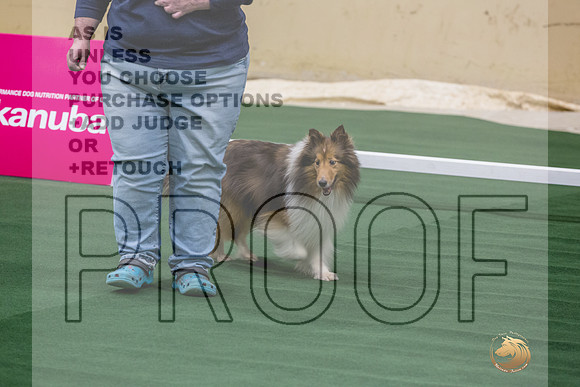 Shetland Sheepdog #146 Thurs-JJL_3409_UKCTDI2023-HR3