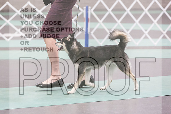 Alaskan Klee Kai Rings Sat 2_JJL_9039_UKCLNGVIEWOCT2024_2024_HR3