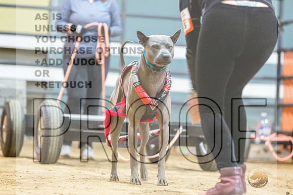 Thai Ridgeback #? Fri WP-JJL_7435_UKCTDI2023-HR3