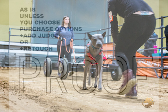 Thai Ridgeback #? Fri WP-JJL_7439_UKCTDI2023-HR3