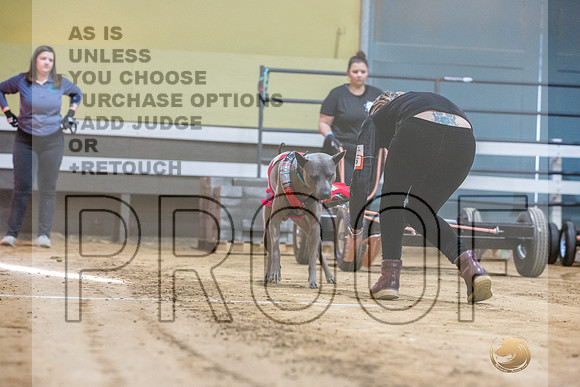 Thai Ridgeback #? Fri WP-JJL_7573_UKCTDI2023-HR3