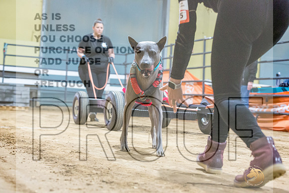Thai Ridgeback #? Fri WP-JJL_7574_UKCTDI2023-HR3