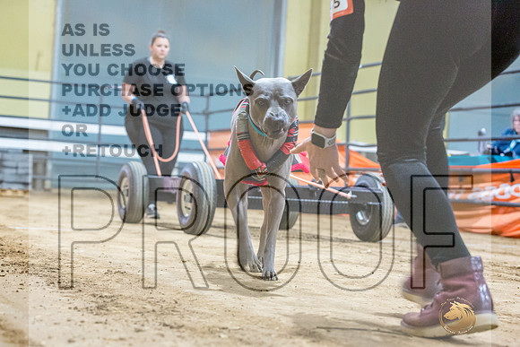 Thai Ridgeback #? Fri WP-JJL_7575_UKCTDI2023-HR3