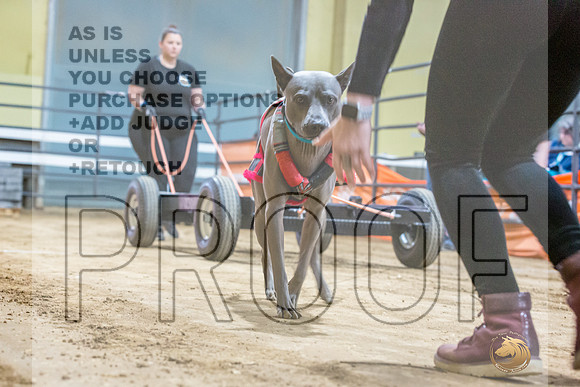 Thai Ridgeback #? Fri WP-JJL_7576_UKCTDI2023-HR3