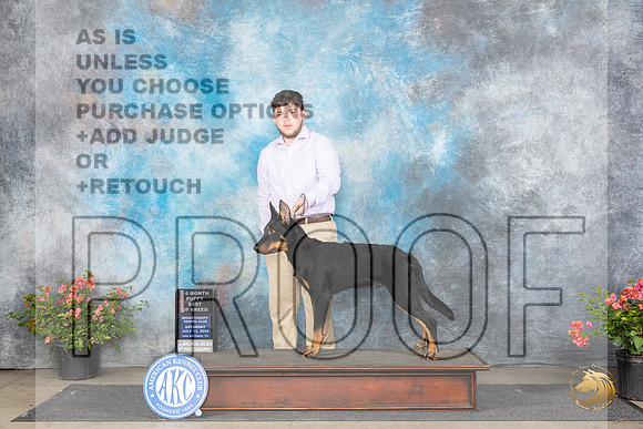 Beauceron #5 Sat PBOB Judge Wendy G Willhauck__JP_4736_San Antonio_2024_HR3