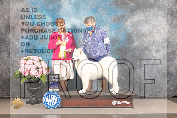 Samoyed #14 FRI BISweeps Judge Cindy Faucette_MJ_5247_Houston_2022_HR3