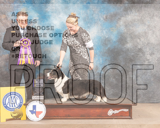 Cardigan Welsh Corgi #37 Fri BISS Judge Patrick Smith-MMJ_7562-FW2022-HR3
