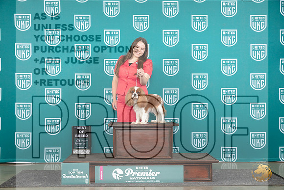 Cavalier King Charles Spaniel #784 Thur T10BOB Judge Sharon Griffin__JP_0765_Premier_2024_HR3