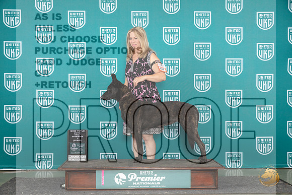 Dutch Shepherd #427 Sat ROBNT Judge Terri Rein__JP_3273_Premier_2024_HR3