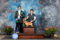Norfolk Terrier #6 Sun BOWCH Judge Victor Rosado