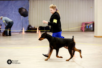 Doberman Pinscher Sun Ring