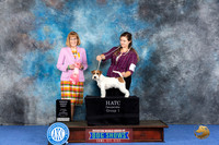 Russell Terrier #7 WED PSw G1 Judge Paula Cohen