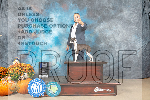 Italian Greyhound #6 9-121st Judge Shelley Hennessey_MJ_6274_Belton_2022_HR3