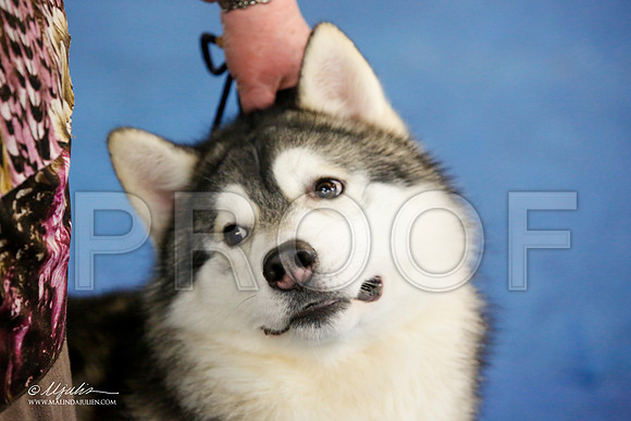 _M3_8403-AddisonHuskyMar2015-HR3
