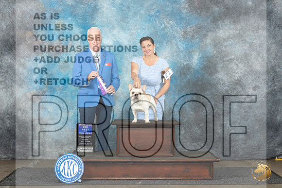 French Bulldog #21 Sun BOWWD Judge Dr Steve Keating__JP_3932e_Lubbock_2024_HR3