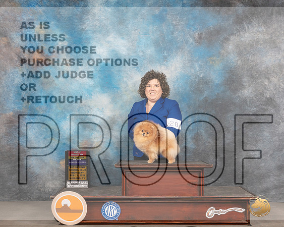 Pomeranian #20 Thurs BOSWB Judge Denny MounceMMJ_2298_Mdlnd2022_HR3