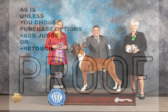 Boxer #23 Wed BISS Judge Patricia Sosa_MJ_2872_Houston_2022_HR3