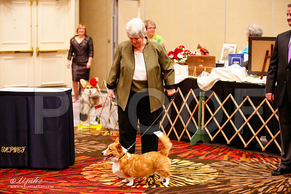 _JJ_0986-HstnCorgiFeb2015-HR3