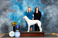 Saluki #5 Sat WDBOW Judge Don Gill