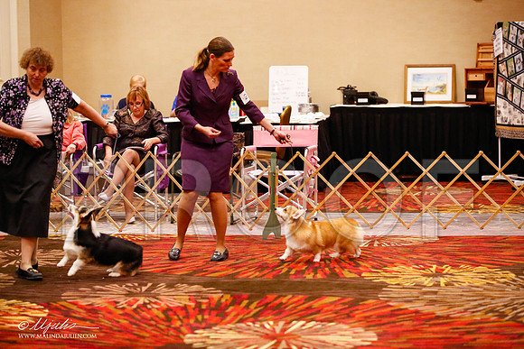_JJ_1443-HstnCorgiFeb2015-HR3