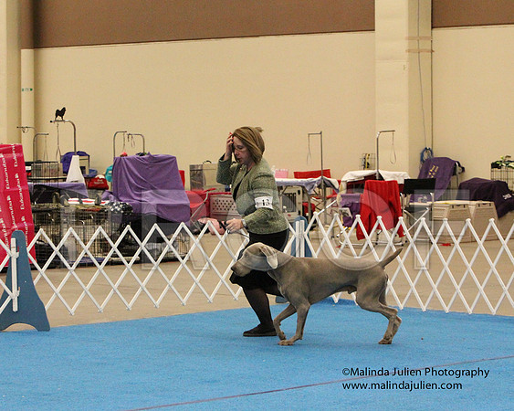 Weim-0623