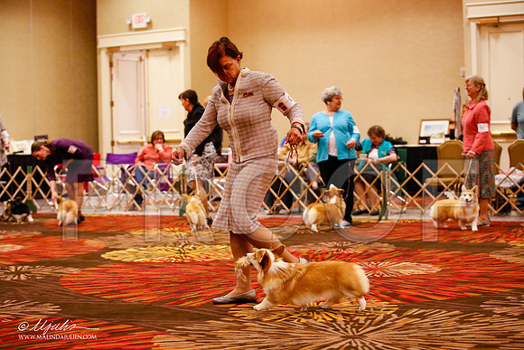 _JJ_8562-HstnCorgiFeb2015-HR3