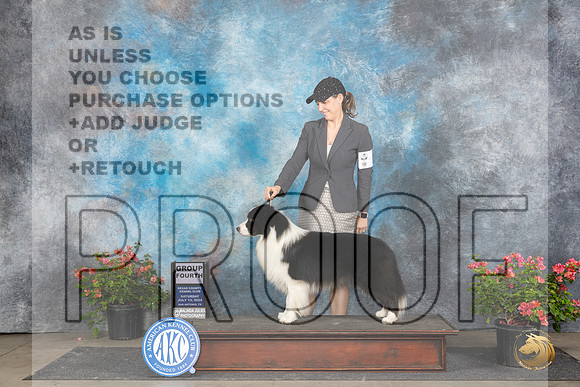 Border Collie #5 Sat G4 Polly (Mrs Robert) D Smith__JP_5572_San Antonio_2024_HR3