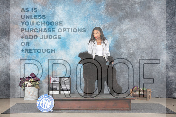 Poodle Standard #18 Sun WBBOS Judge Donelle Richards__JP_7893_Belton_2024_HR3