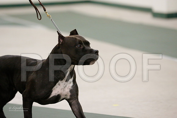 AmBull-3998-NormNov13-HR