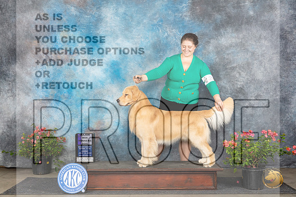 Golden Retriever #23 Sun WDM Judge Paul F Willhauck__JP_6173_San Antonio_2024_HR3