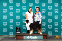 Australian Shepherd #153 Fri ARBIS Judge Sharon Griffin