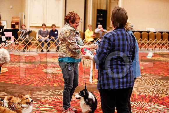 _JJ_7733-HstnCorgiFeb2015-HR3