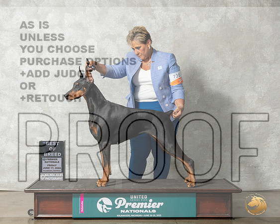 Doberman Pinscher #882 Fri BOB Judge Sandra Kowalski__MJ_7764_Premier_2022_HR3