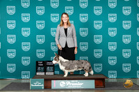 Cardigan Welsh Corgi #212 Thur T10BOB Judge Stephanie Mueller