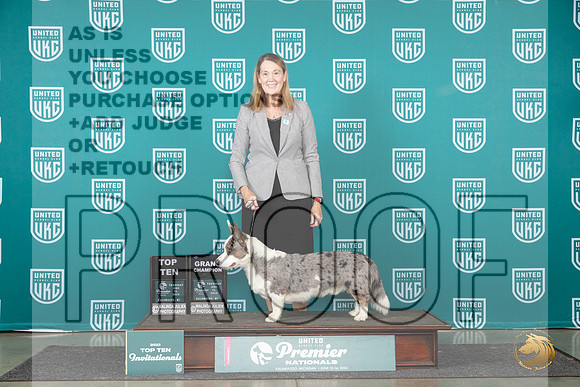 Cardigan Welsh Corgi #212 Thur T10BOB Judge Stephanie Mueller__JP_2270_Premier_2024_HR3