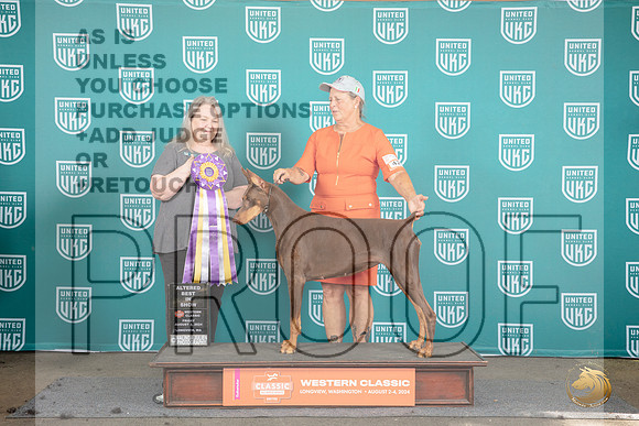 Doberman Pinscher #365 Fri RBIS Malinda Julien__JP_1241_Longview WA_2024_HR3