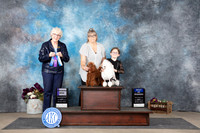 Poodle Miniature Sun WD BOW Judge Sulie Greendale-Paveza