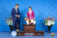 Cavalier King Charles Spaniel #7 SUN WD BOW BOS NC Judge Wood Wornall r