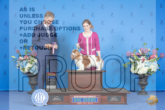 Cavalier King Charles Spaniel #7 SUN WD BOW BOS NC Judge Wood Wornall r__JP_0461_Houston_2024_HR3