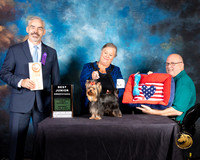 Yorkshire Terrier #77 Wed Best Jr Sweeps Judge Dale Martinson