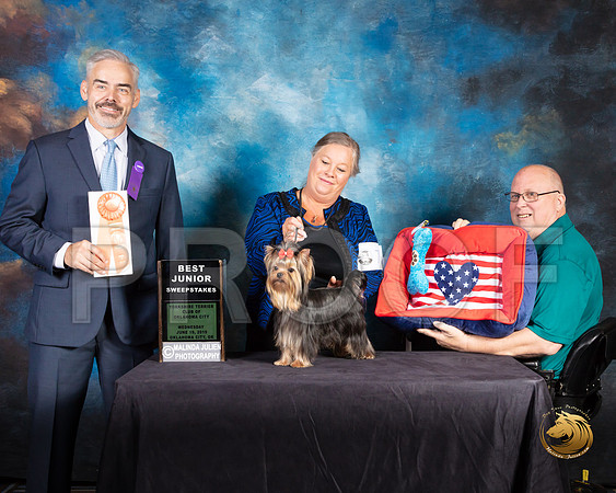 Yorkshire Terrier #77 Wed Best Jr Sweeps Judge Dale Martinson_SSR_9343-©JulienLambertphoto-HR3