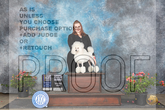Poodle Miniature #18 Sun BOVMCH Judge Elizabeth ‘Beth’ Sweigart__JP_6389_San Antonio_2024_HR3