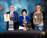 Yorkshire Terrier #43 Wed Best Jr Sweeps Judge Dan Haley