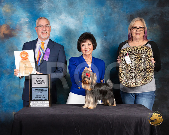 Yorkshire Terrier #43 Wed Best Jr Sweeps Judge Dan Haley_SSR_9346-©JulienLambertphoto-HR3