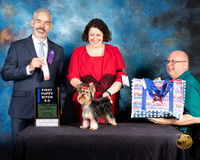 Yorkshire Terrier #60 Wed 6 to 9 1st Judge Dale Martinson