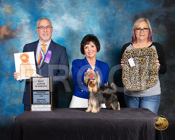 Yorkshire Terrier #43 Wed Best Jr Sweeps Judge Dan Haley_SSR_9348-©JulienLambertphoto-HR3