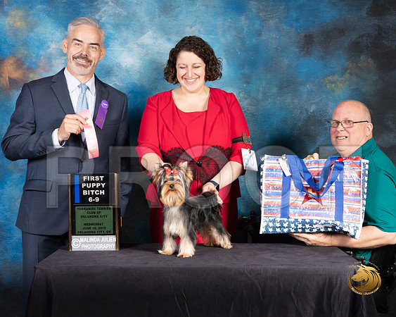 Yorkshire Terrier #60 Wed 6 to 9 1st Judge Dale Martinson_SSR_9352-©JulienLambertphoto-HR3