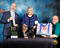 Yorkshire Terrier #62 Wed 6 to 9 3rd Judge Dale Martinson