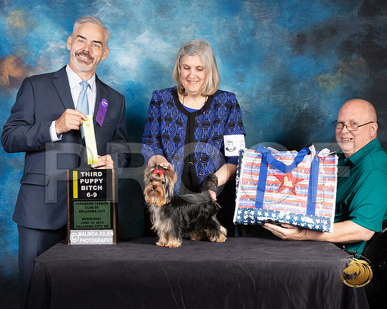 Yorkshire Terrier #62 Wed 6 to 9 3rd Judge Dale Martinson_SSR_9354-©JulienLambertphoto-HR3